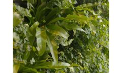 Vertiss - Vertical Garden