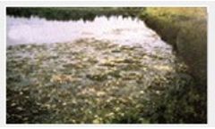 Remediation Of Water Bodies – Natural Biotechnology Driven Alternative