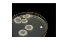 Mould Clearance Testing Services
