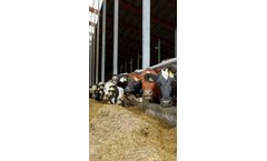 Chlorine and chlorine gas solutions for livestock production industry