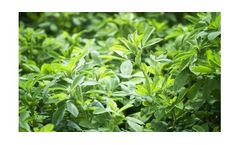 Irrigation solutions for alfalfa crops
