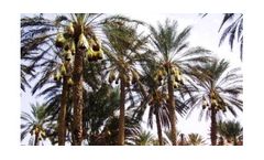 Irrigation solutions for Date crops