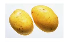 Irrigation solutions for Potato crops
