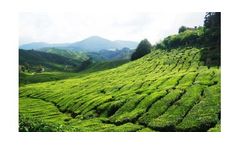 Irrigation solutions for Tea crops