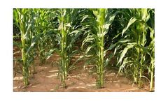 Irrigation solutions for Maize crops