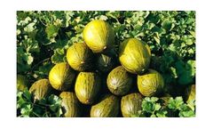 Irrigation solutions for Melon crops