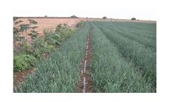 Irrigation solutions for Onion crops
