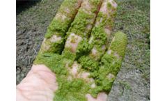 LG Sound, controlling algae in irrigation reservoirs