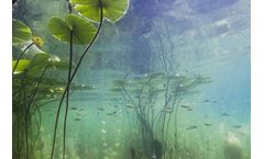 Importance of aquatic plants and algae in a lake’s ecosystem