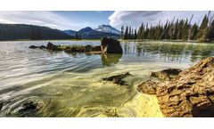 How to choose the right algae treatment