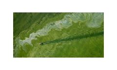 US plagued by hundreds of toxic algae bloom outbreaks in 2021