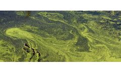 Start with the ecosystem, not nutrients, to stop algal blooms, scientists say