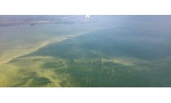The 5 worst harmful algal blooms of 2022