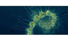 How an algal metabolic hack threatens our waters
