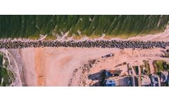 Harmful Algal Blooms: Red Tide vs. Blue-Green Algae