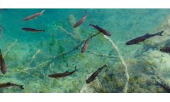Warming rivers endanger aquatic life, research unveils