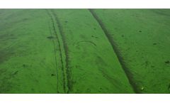 Study reveals optimal growth temperature for algal toxin
