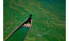Blossoming Menace: The Detrimental Impacts of Spring Algal Blooms and Proactive Management Strategies