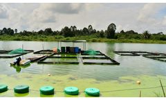 Green Intruders: How Algae Disrupt the Food Industry