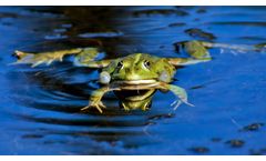 The Impact of Ultrasound on Animals in Water Treatment