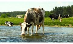 How Algae-Free Waterbodies Boost Agricultural Productivity