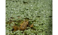 Understanding Oxygen Production by Algae: Benefits and Challenges