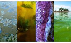 What Does Blue Green Algae Look Like: A Complete Identification Guide