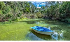 What Dissolves Algae? Everything You Need to Know