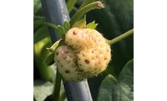 Autumn Strawberry Update:  the chances of botrytis and rots developing on the fruits have increased due to weather