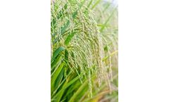 Model Bio 20 - Biostimulant Combining Mineral Nutrition