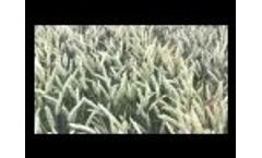 Omex YAM Trials-Video