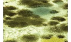 Mold and the Re-use of Demolition Materials