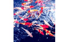 Odor Control solutions for aqua feed industry