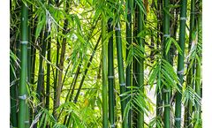   Bamboo Based Activated Carbon