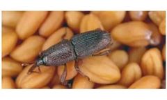 Ozone for Grain Storage