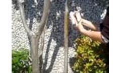 Dynagage Sap Flow Sensor Installation - Video