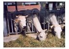 Agricultural Services