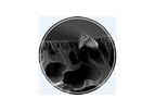 SEM / X-Ray Analysis Services