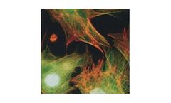 Filters for Fluorescence Analytics
