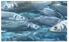 Oxygen Generator for Fish Farming