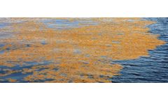Removing Worst Water Weeds #8 :Sargassum with Weedoo Workboats
