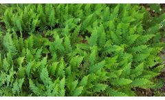 Wetland Delineation Refresher & Wetland Skills Mastery Program Training Courses