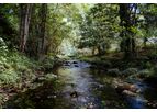 Determining Perennial or Intermittent Flow Classifications