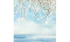 Winter Wetland Trees Online Workshop