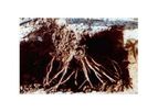 Aqua Sorb - Soil Moist Polymer for Soil Hydration and Retention