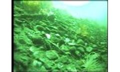 405 nm-20mw violet & green lasers ghost shrimp - Video