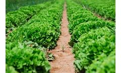 CoirGreen - Husk Chips