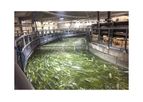 A-Consult - Land-Based Fish Farming