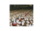 Winchable Poultry Feeding Systems