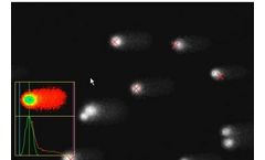 Comet Assay - Version IV - Live Video Measurement System